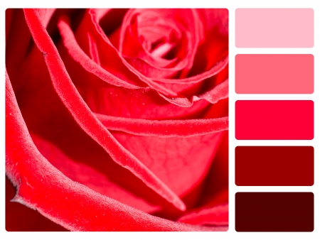 Red rose colour palette with complimentary swatches の写真素材
