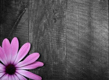 violet flower on vintage wooden の写真素材
