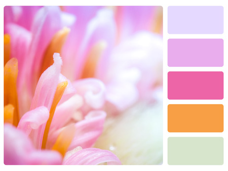 Colour palette with complimentary swatches の写真素材