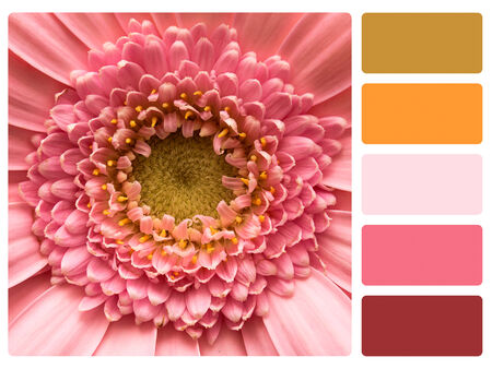 Colour palette with complimentary swatches  Flower concepts の写真素材