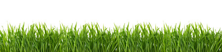 Green grass isolated on white background の写真素材