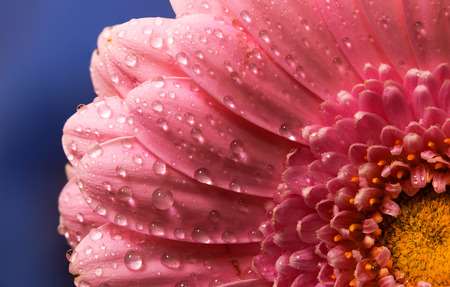 Pink flower petals, macro on flower.の写真素材