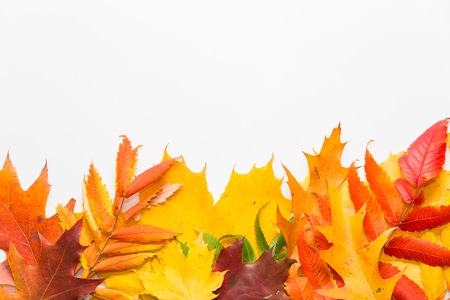 autumn leafs color on islolated white backgroundの写真素材