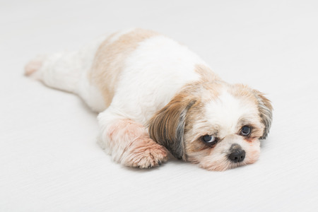Shih tzu puppy posing on white background. Studio portrait of the dog.の写真素材