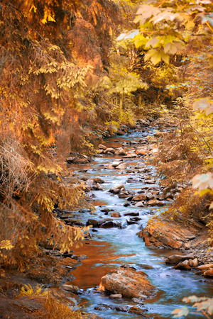 River in mountain forest. Nature composition.の写真素材