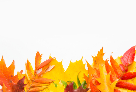autumn leafs color on islolated white backgroundの写真素材
