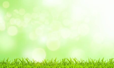 Easter concept. Green grass and blurred green background on a sunny day. の写真素材