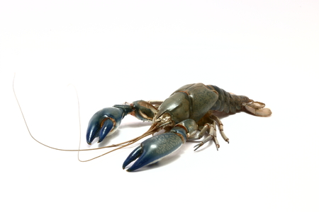 Crayfish crust on white backgroundの写真素材