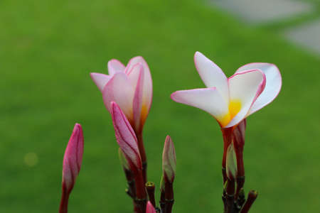 beautiful white and pink flowerの写真素材