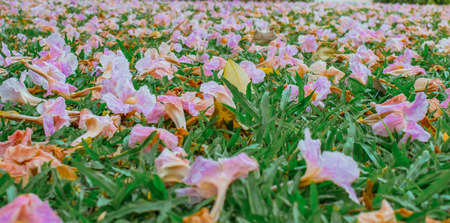 pink fallen flowers on green grassの写真素材