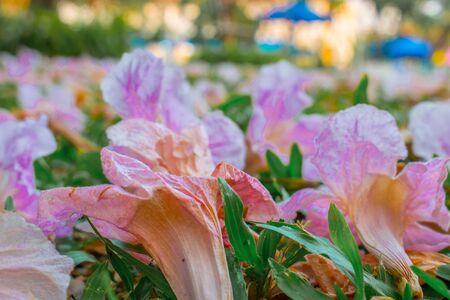 pink fallen flowers on green grassの写真素材