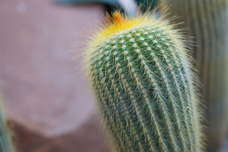Cactus close up background