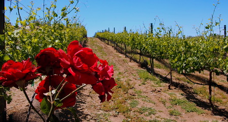 Winery, Ramona, Californiaの写真素材