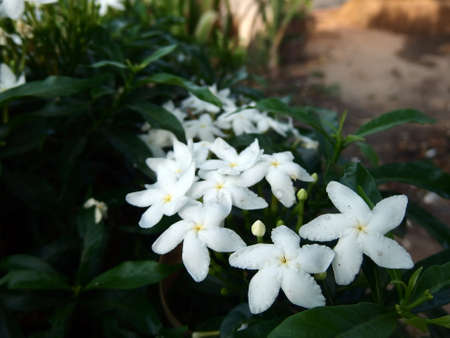 Sampaguita Jasmineの写真素材