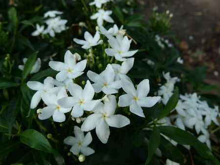 Sampaguita Jasmineの写真素材