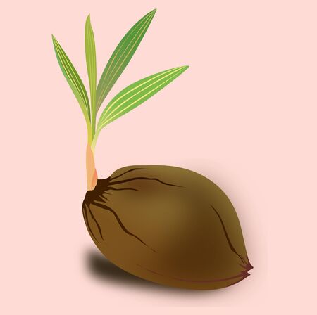 Sprouting-coconut のイラスト素材