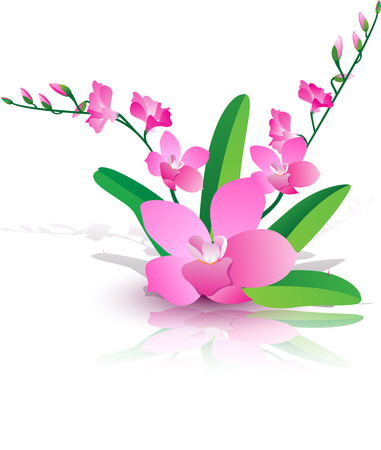 Pink orchid, orchid pink from the reflection of a mirror, orchid flowers and leaves.のイラスト素材