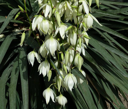 Flowering desert plant in springの写真素材