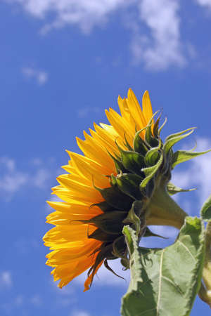 Side View Of A Sunflower Against A Blue Skyの写真素材