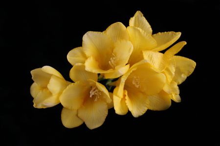 Yellow Freesias On A Black Velvet Backgroundの写真素材