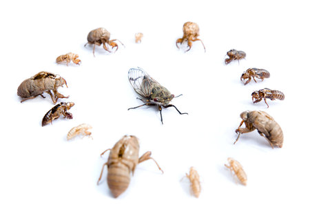 Live cicada surrounded by old skeletons. Concept of being surrounded by the ghosts of the past.