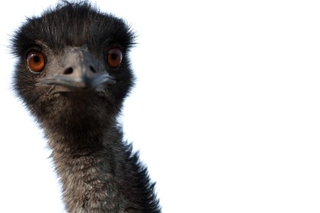 Closeup of emu head and neck staring into camera. Isolated on white.の写真素材