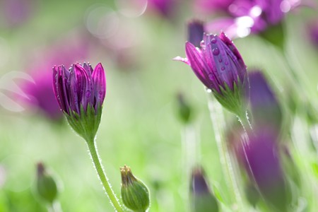Long stemmed pink and purple daisies with water dropletsの写真素材