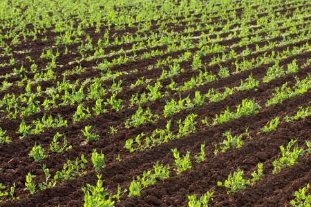 Symmetrical rows of green peas vegetables in fieldの写真素材
