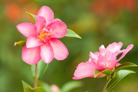 Two camellia flowers in garden closeup.の写真素材