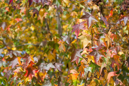 Autumn red, yellow, orange maple leaves in fall