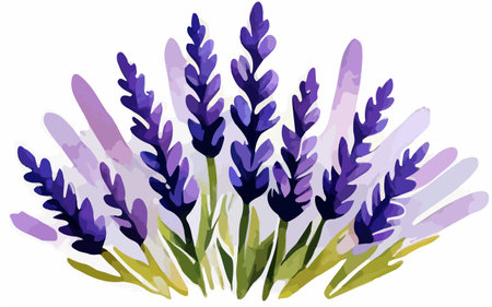 Illustration of lavender flowers on a white background, vector illustrationのイラスト素材