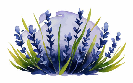 Lavender flower in watercolor style. Hand drawn vector illustration.のイラスト素材