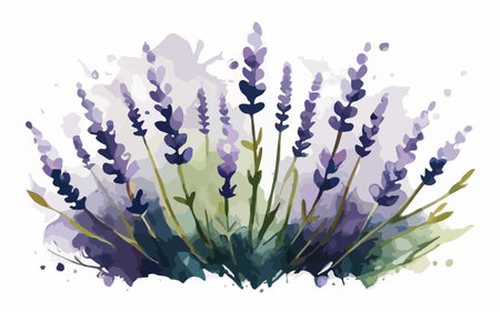 Watercolor lavender vector background. Hand painted lavender illustration.のイラスト素材