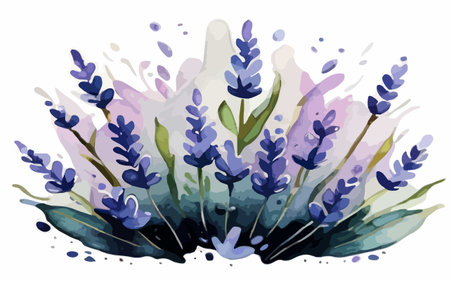 Watercolor lavender bouquet on white background. Vector illustration.のイラスト素材