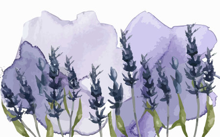 Watercolor lavender flowers on a white background. Vector illustration.のイラスト素材