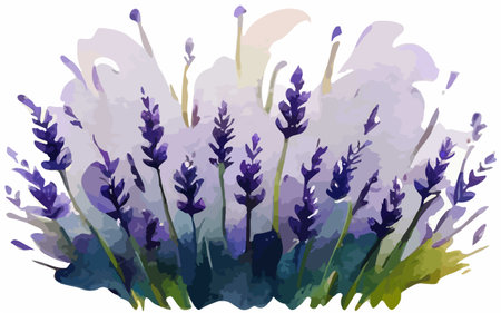 Vector illustration of lavender flowers in watercolor style on white backgroundのイラスト素材