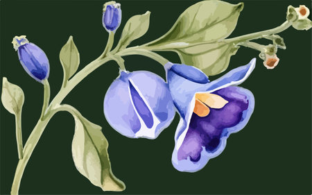 Illustration of violet flowers on a green background. Watercolor painting.のイラスト素材