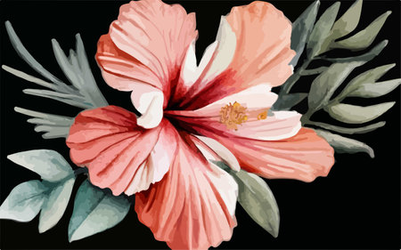 Watercolor Hibiscus flowers. Hand painted vector illustration on black background.のイラスト素材