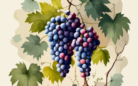 bunch of red and blue grapes on the vine. vector illustrationのイラスト素材