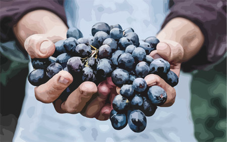 Grapes in the hands of a farmer. Vector illustration.のイラスト素材