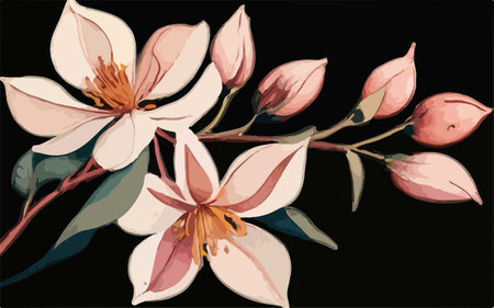Magnolia flowers on black background. Vector illustration for your design.のイラスト素材