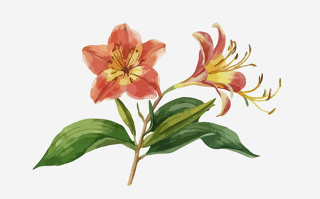 Illustration of a lily with leaves on a white background.のイラスト素材