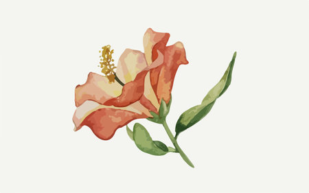 Hand drawn watercolor hibiscus flower. Vector illustration.のイラスト素材