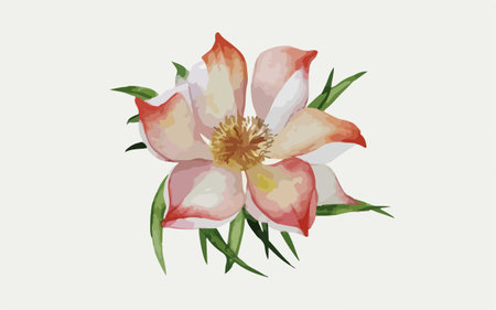 Watercolor illustration of a pink and white peony flower on a white backgroundのイラスト素材