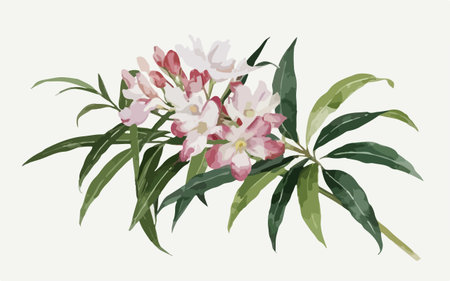 Watercolor illustration of oleander flowers. Hand drawn floral background.