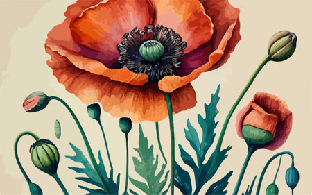 Poppies and poppies in vintage style. Vector illustration.のイラスト素材