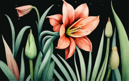 Illustration of a blooming lily on a black background.のイラスト素材