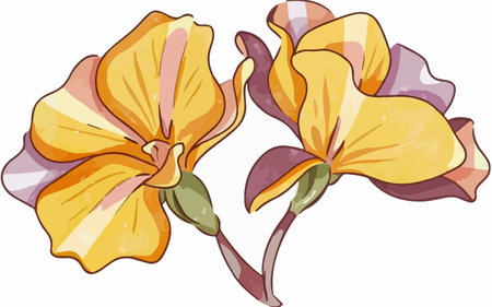 Illustration of two yellow pansy flowers on a white background.のイラスト素材