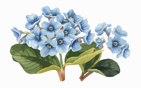 Illustration of a blue hydrangea on a white background