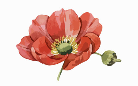 Red poppy flower, isolated on a white background. Vector illustration.のイラスト素材